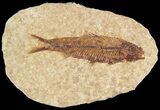 Small, Knightia Fossil Fish - Wyoming #47518-1